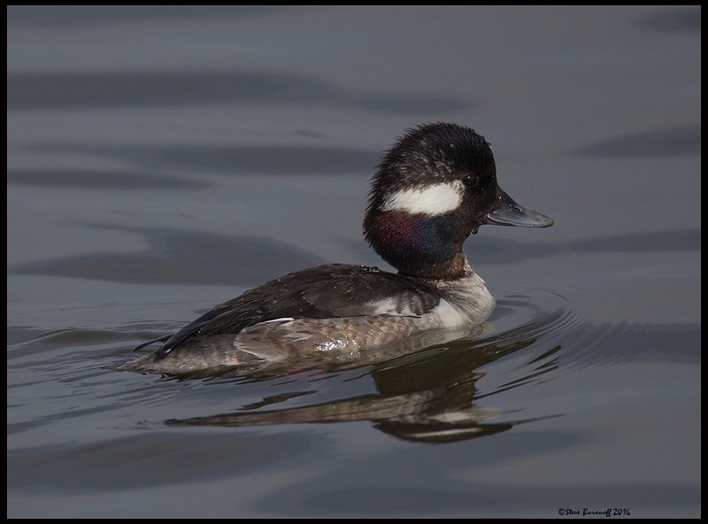 _6SB9412 immature bufflehead.jpg